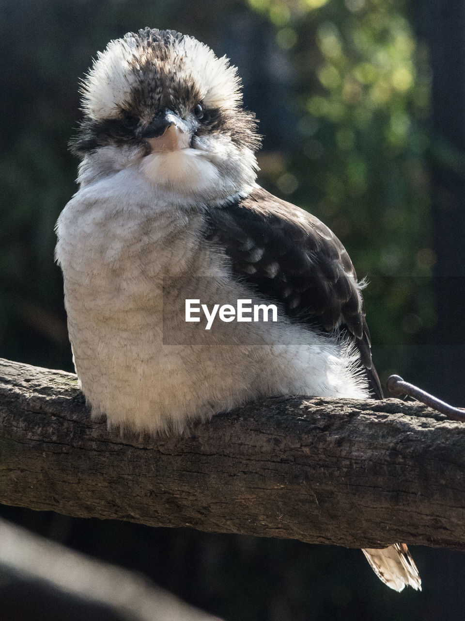 CLOSE-UP OF EAGLE PERCHING ON TREE