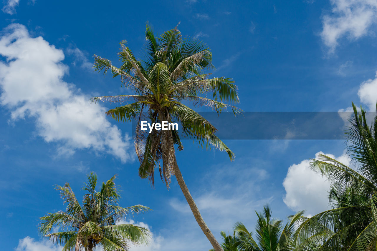 LOW ANGLE VIEW OF PALM TREE AGAINST SKY