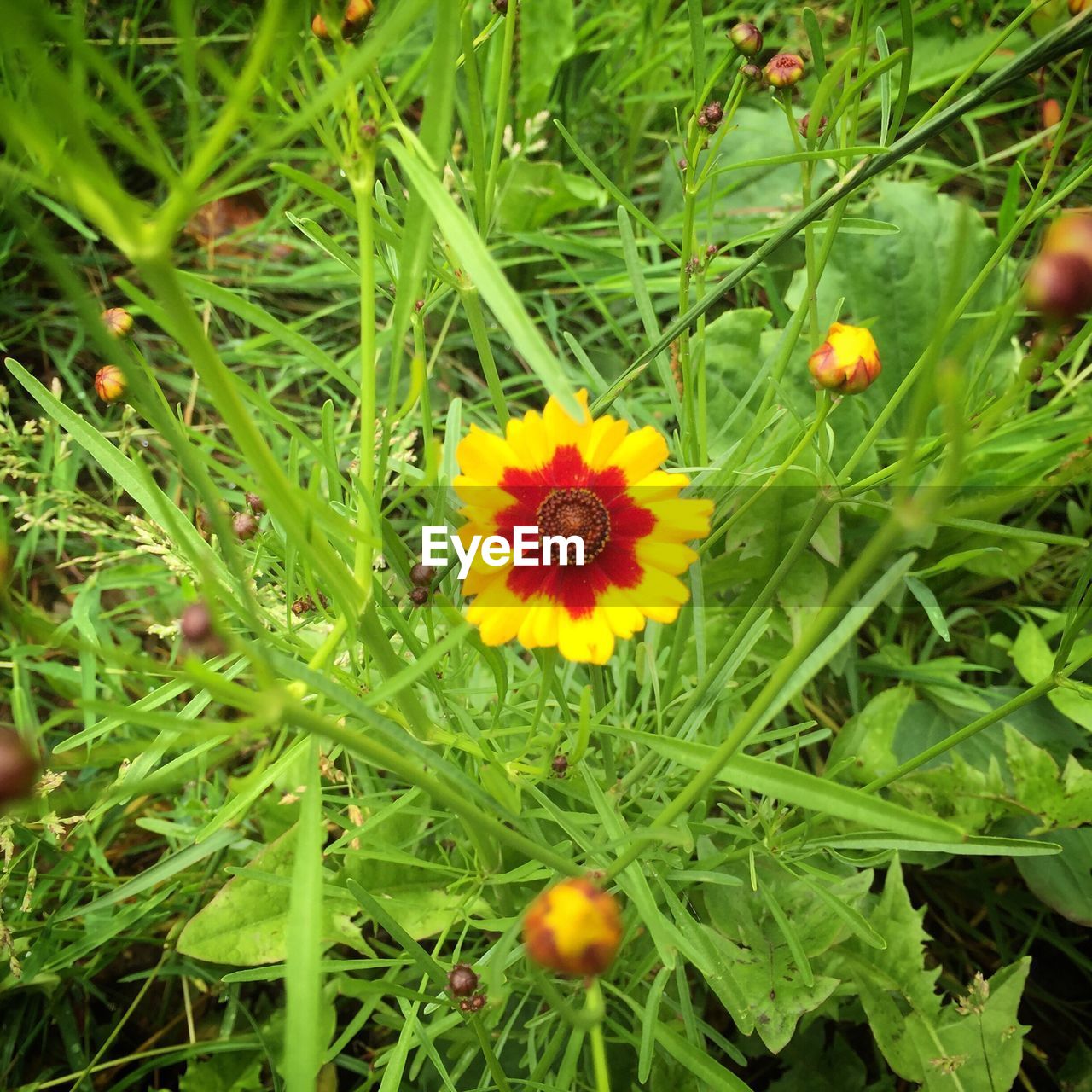 CLOSE-UP OF YELLOW FLOWERS