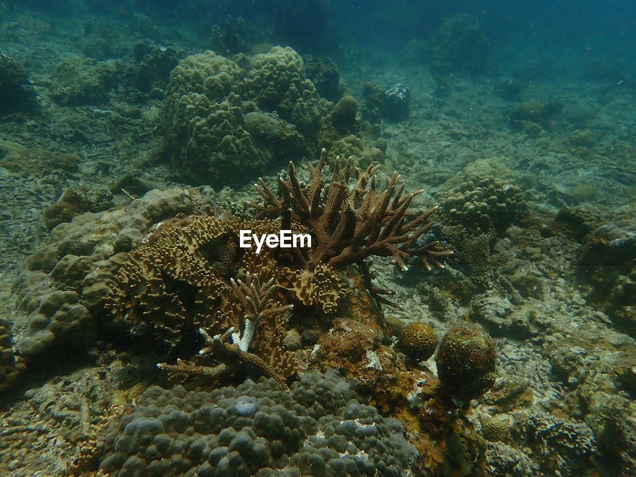 VIEW OF SEA AND CORAL