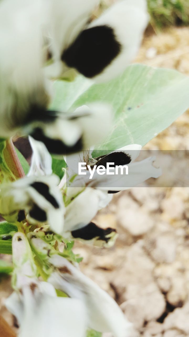 CLOSE-UP OF FRESH GREEN PLANT IN SPRING