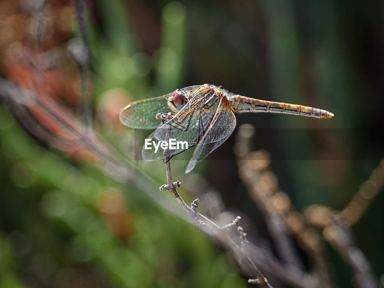 Close-up of dragonfly on plant