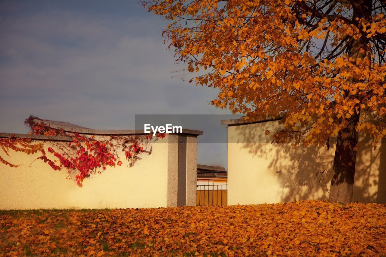 AUTUMN LEAVES ON TREE BY BUILDING AGAINST SKY DURING SUNSET