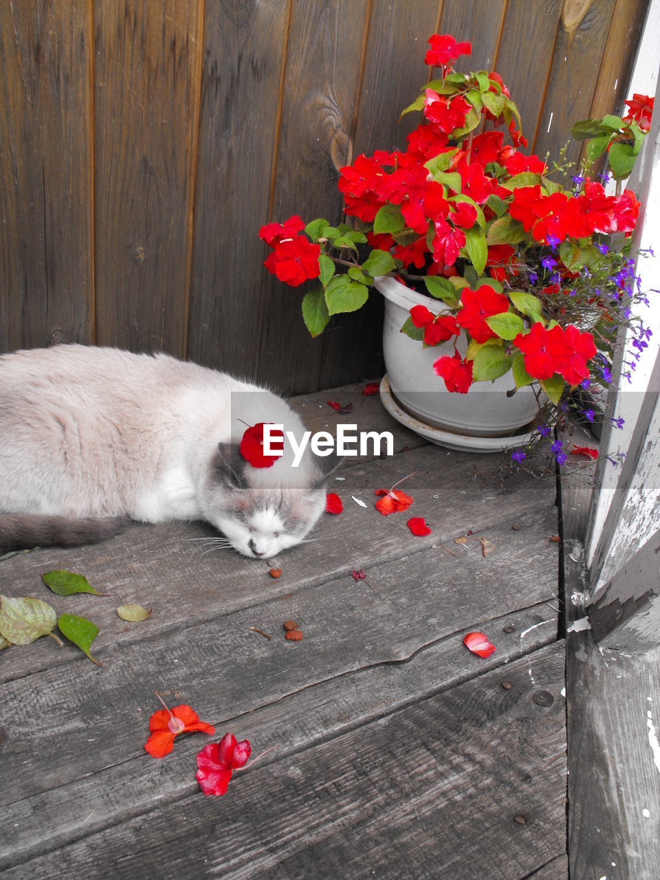 High angle view of cat with red flowers