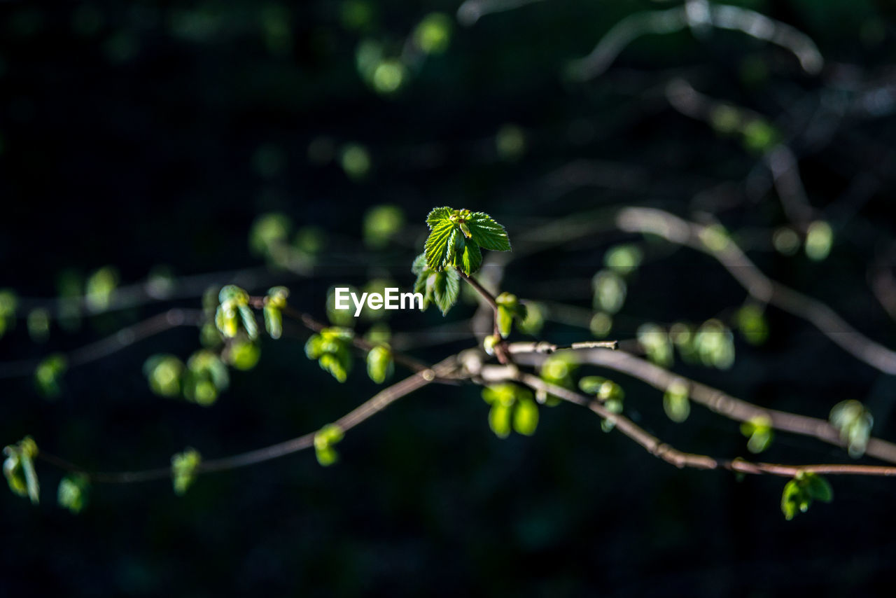 Close-up of fresh green plant