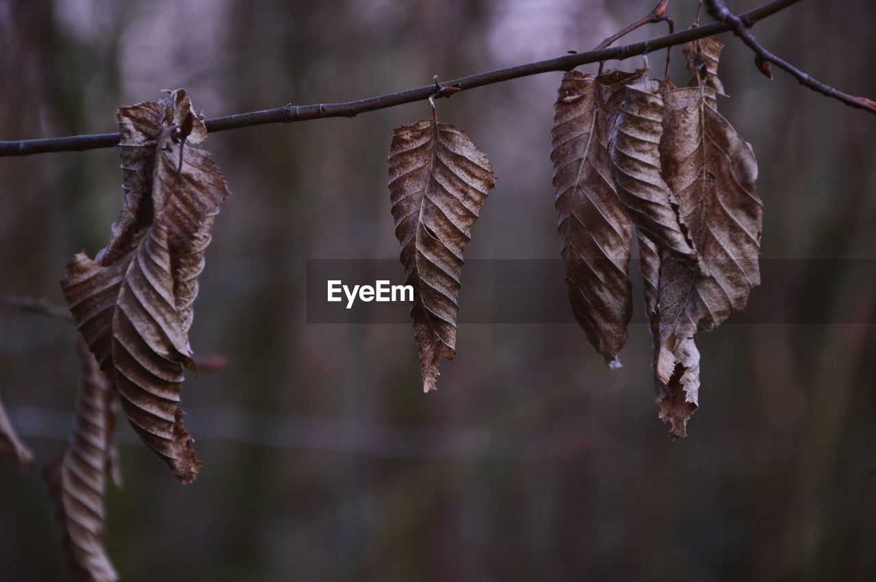hanging, leaf, branch, twig, focus on foreground, close-up, nature, no people, tree, wing, plant, dry, macro photography, outdoors, bird, fence, drying, rope, day, flower, autumn