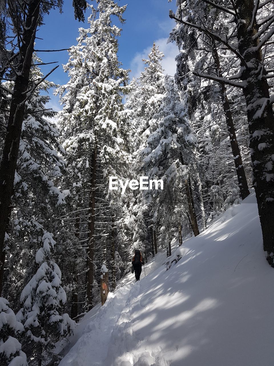 PEOPLE WALKING ON SNOW COVERED LAND AND TREES