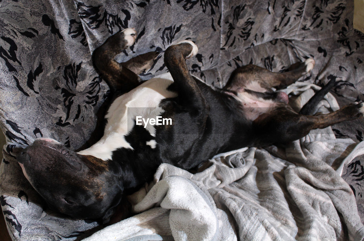 Black and bridle english bull terrier sleeping on a couch on his back 