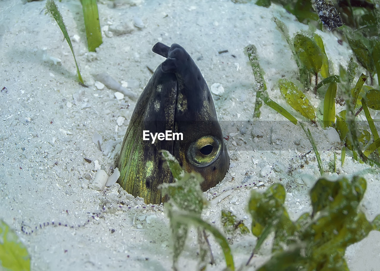 CLOSE-UP OF FISH IN WATER