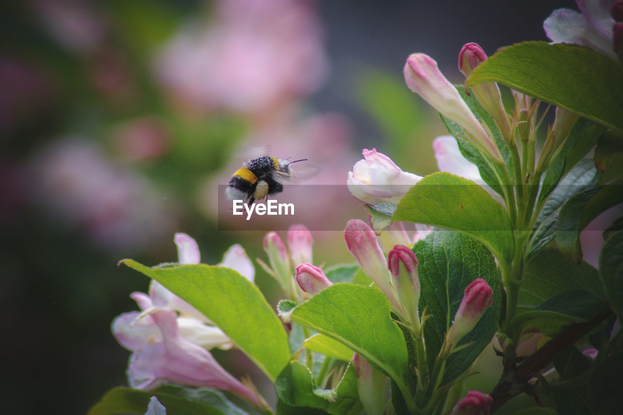 Close-up of bee pollinating on flower