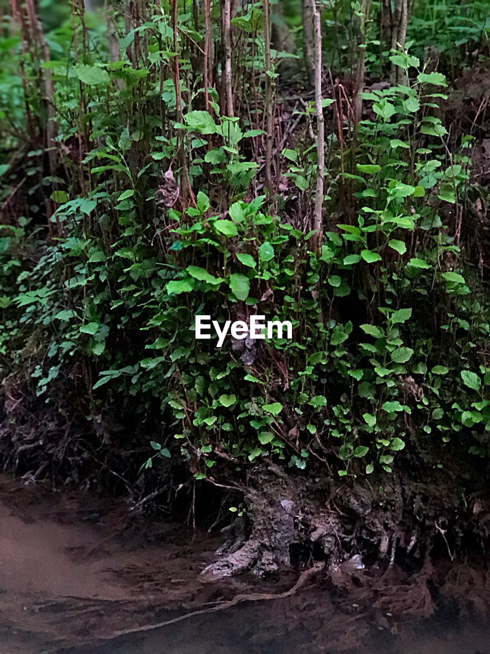 CLOSE-UP OF PLANT GROWING ON TREE TRUNK