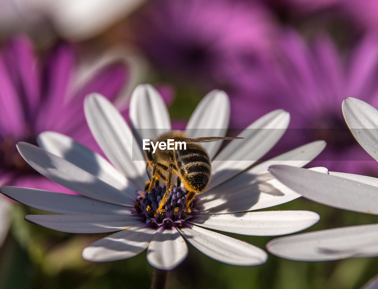 Close-up of honeybee pollinating on osteospermum