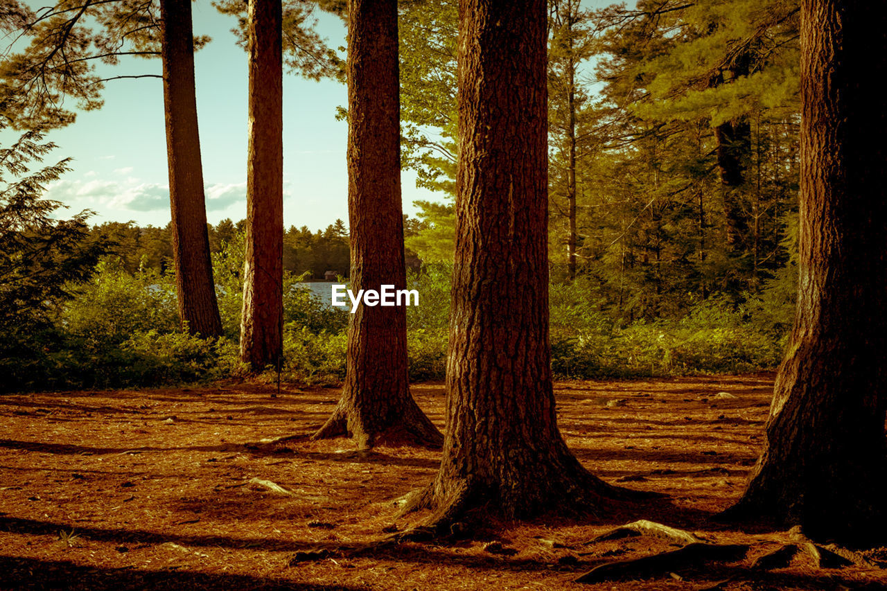 Trees on field