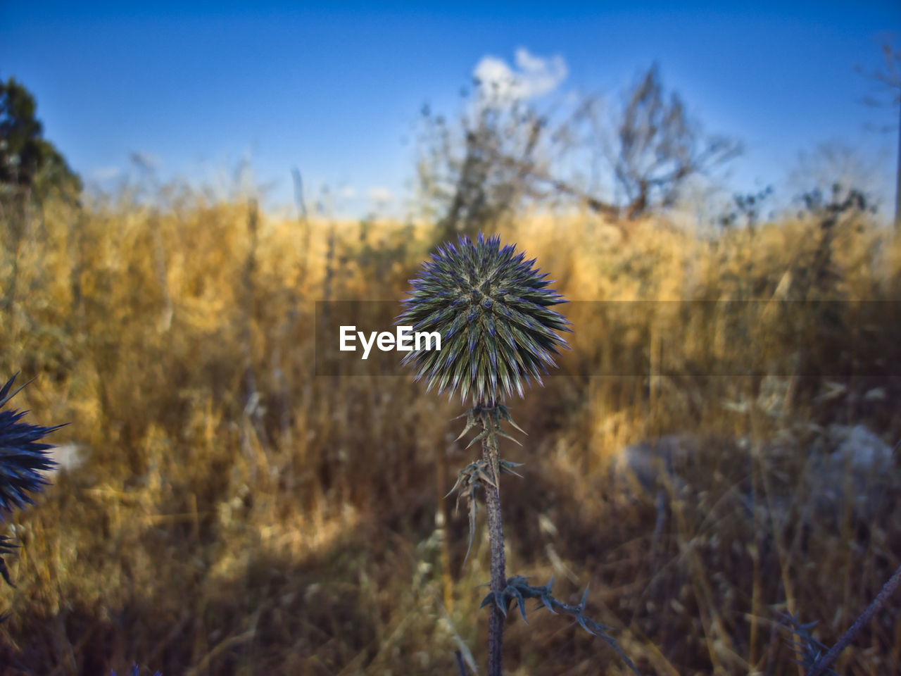 plant, nature, prairie, grass, flower, sky, field, land, growth, autumn, beauty in nature, no people, natural environment, flowering plant, focus on foreground, environment, landscape, wilderness, blue, tranquility, thistle, wildflower, day, scenics - nature, outdoors, close-up, freshness, tranquil scene, tree, leaf, fragility, sunlight, plant stem, desert