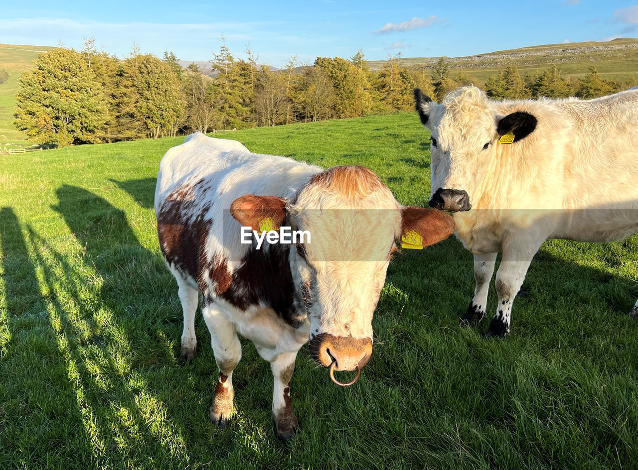 Bull and a cow, in a large pasture, with trees in the distance near, arncliffe, skipton, uk