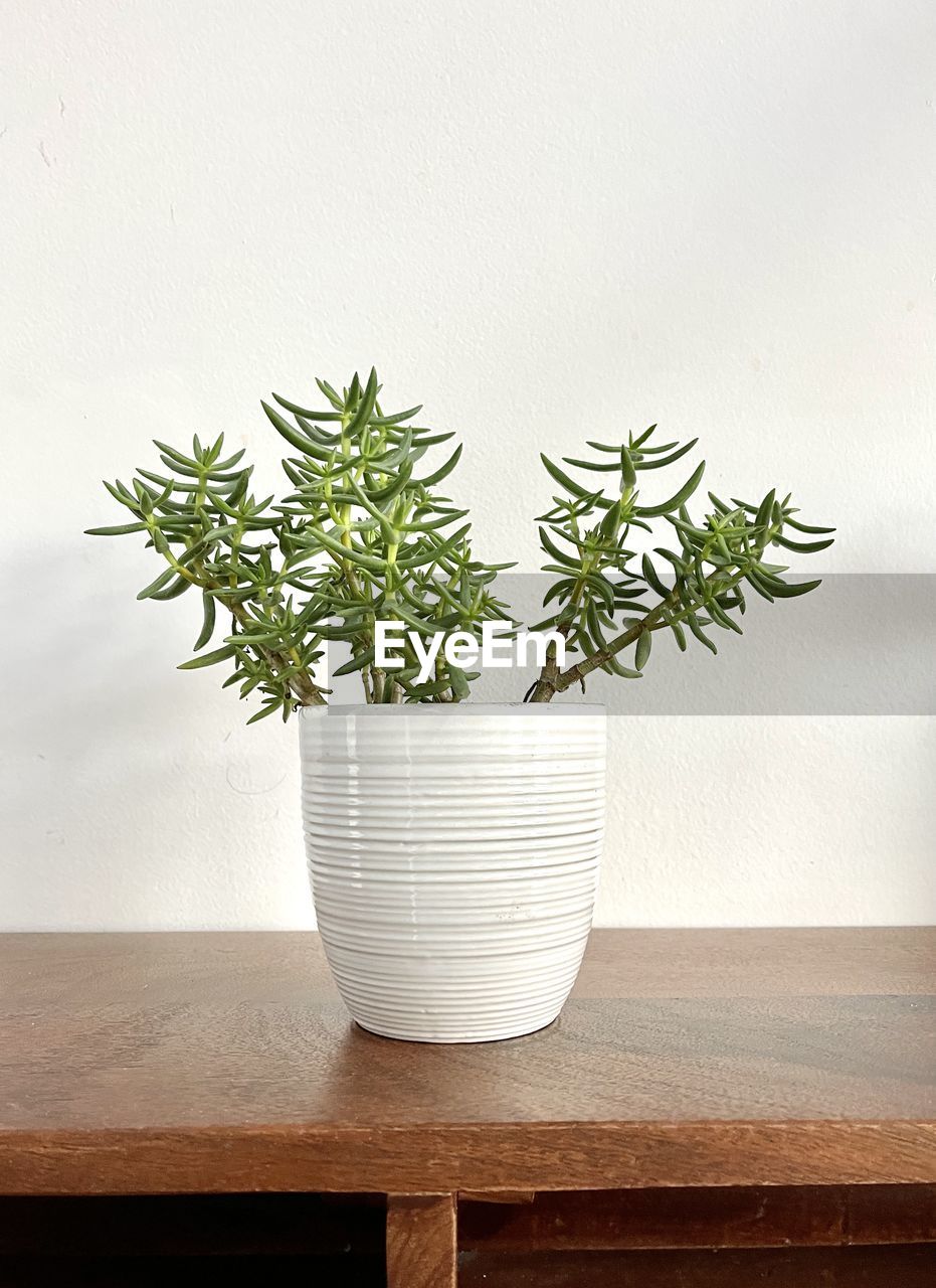 CLOSE-UP OF POTTED PLANT ON TABLE AGAINST WHITE WALL