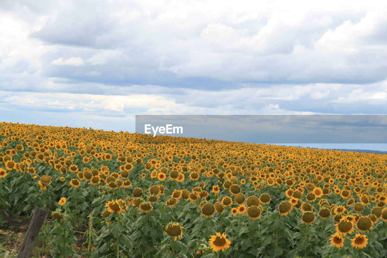 Scenic view of oilseed rape field against cloudy sky