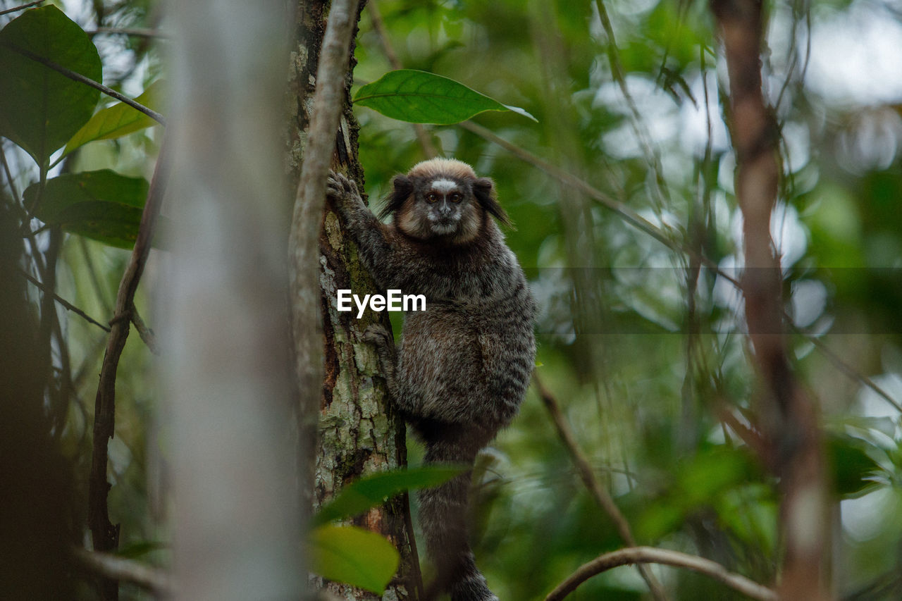 animal themes, animal, animal wildlife, tree, wildlife, one animal, plant, mammal, bird, owl, jungle, nature, no people, rainforest, branch, forest, portrait, land, primate, environment, plant part, leaf, outdoors, looking at camera, great grey owl, selective focus