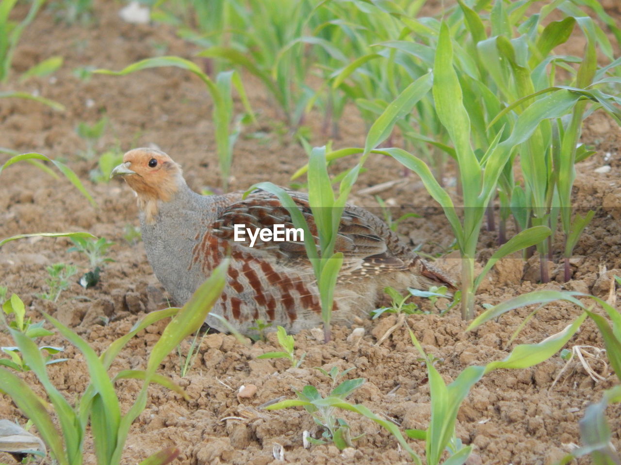 CLOSE-UP OF SPARROW ON FIELD