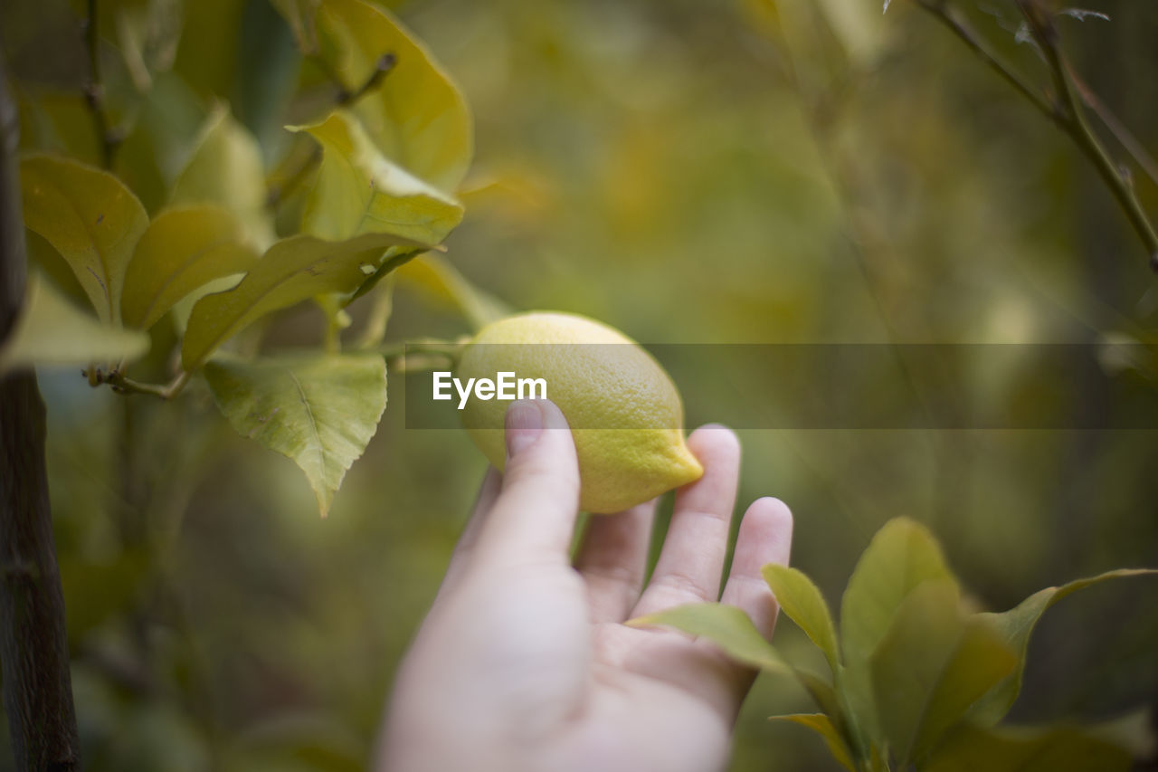 Close-up of hand holding lemon