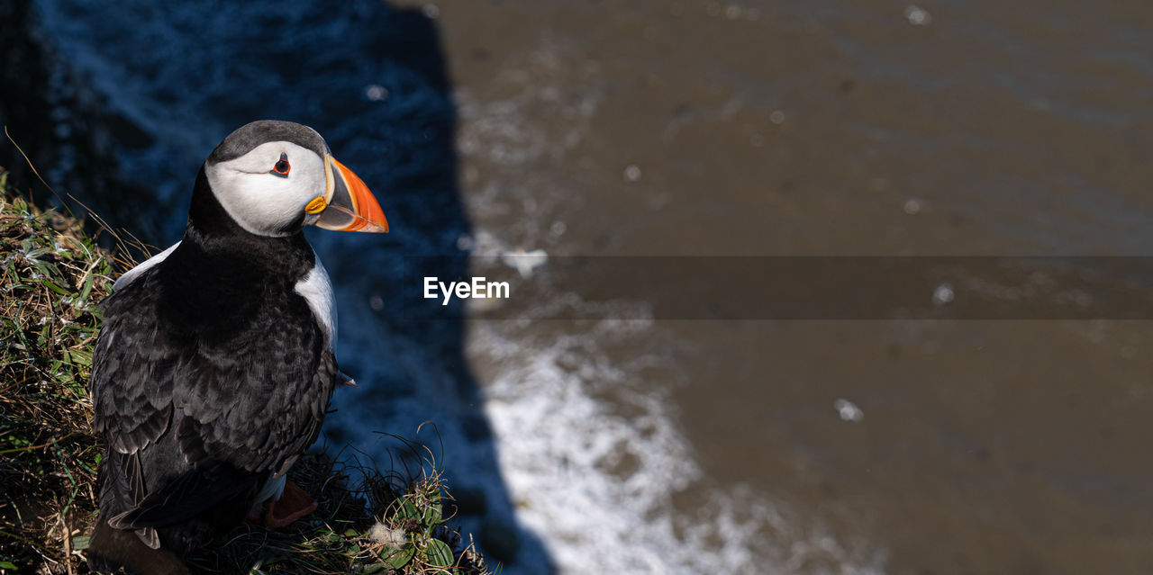 Puffin nesting on cliff face on rugged uk coastline low-level portrait view 