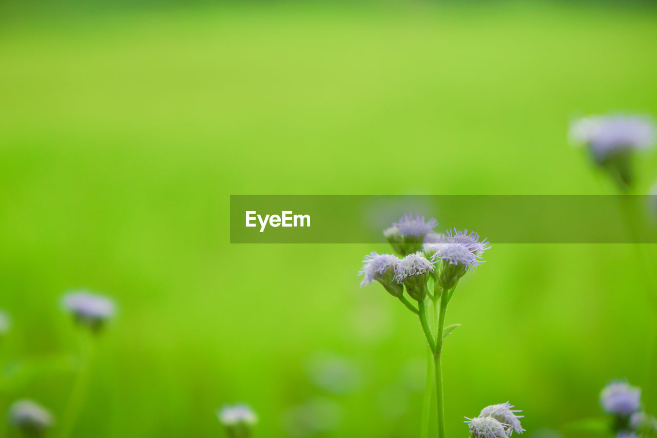 CLOSE-UP OF PURPLE FLOWER ON FIELD