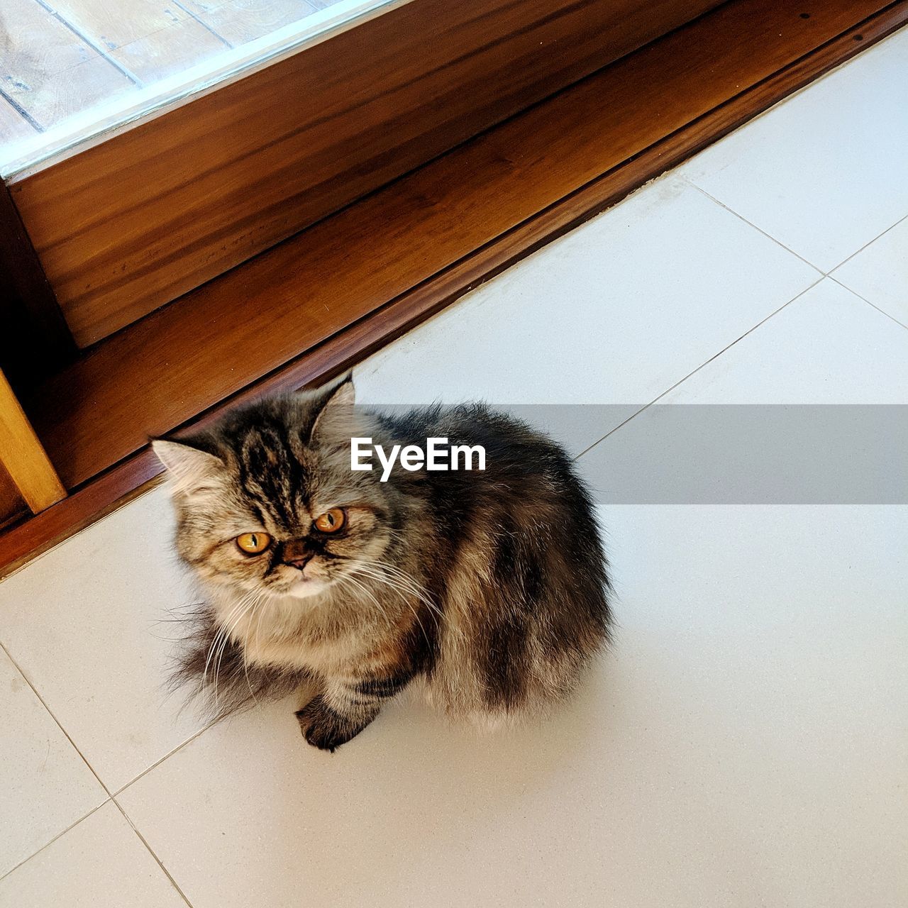 HIGH ANGLE VIEW OF CAT ON FLOOR