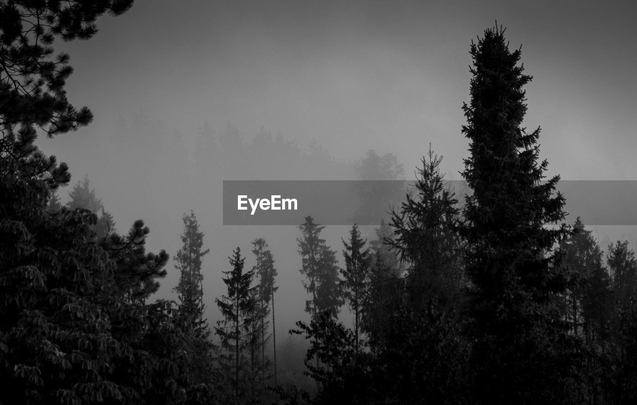 Low angle view of pine trees against sky