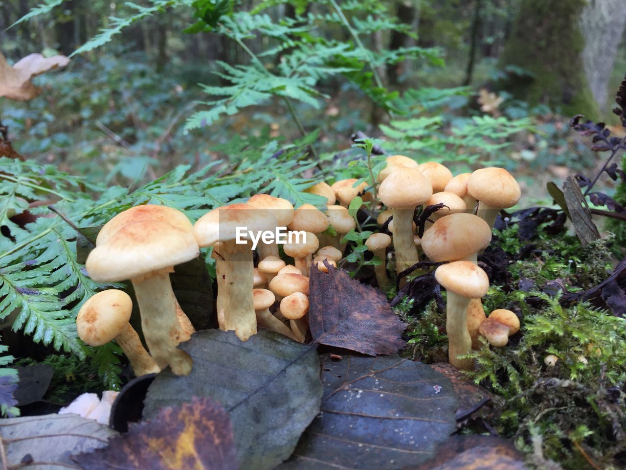 MUSHROOMS GROWING IN FOREST