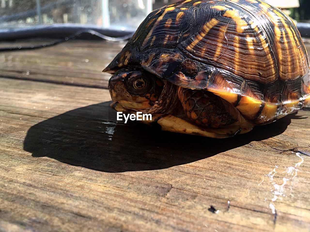 CLOSE-UP OF TURTLE ON WOOD