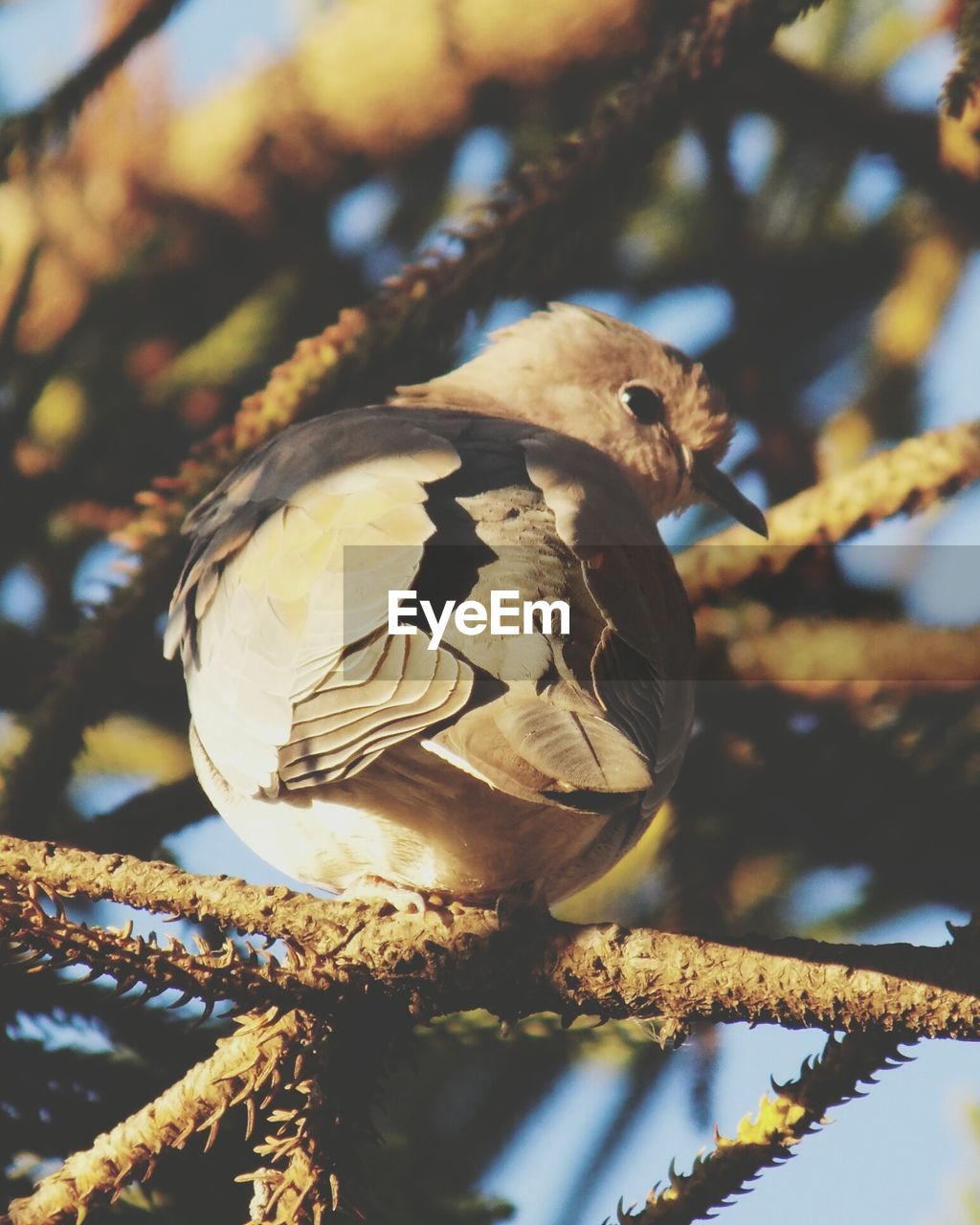 CLOSE-UP OF BIRD PERCHING ON TREE