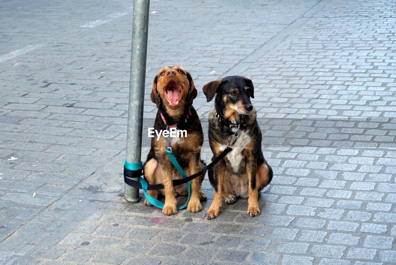 High angle view of dogs sitting on street