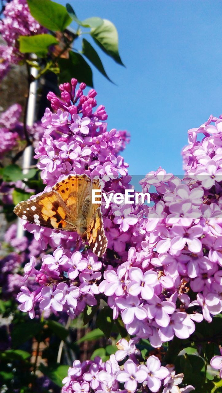 CLOSE-UP OF BEE POLLINATING PINK FLOWER