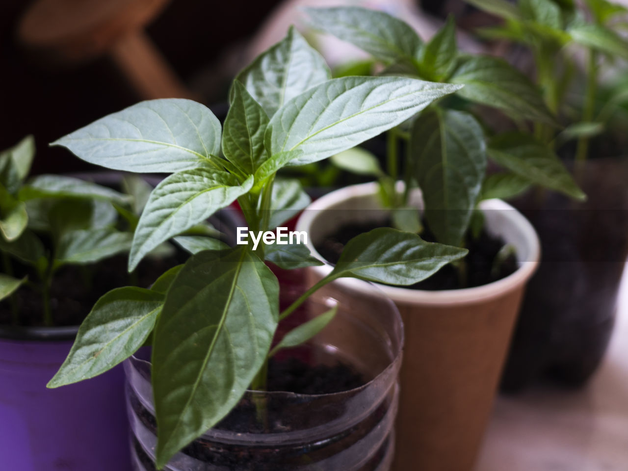 CLOSE-UP OF POTTED PLANT LEAVES ON TABLE