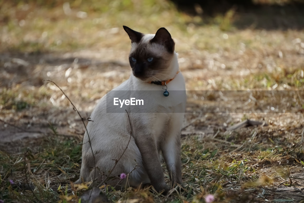 Siamese cat sitting on field