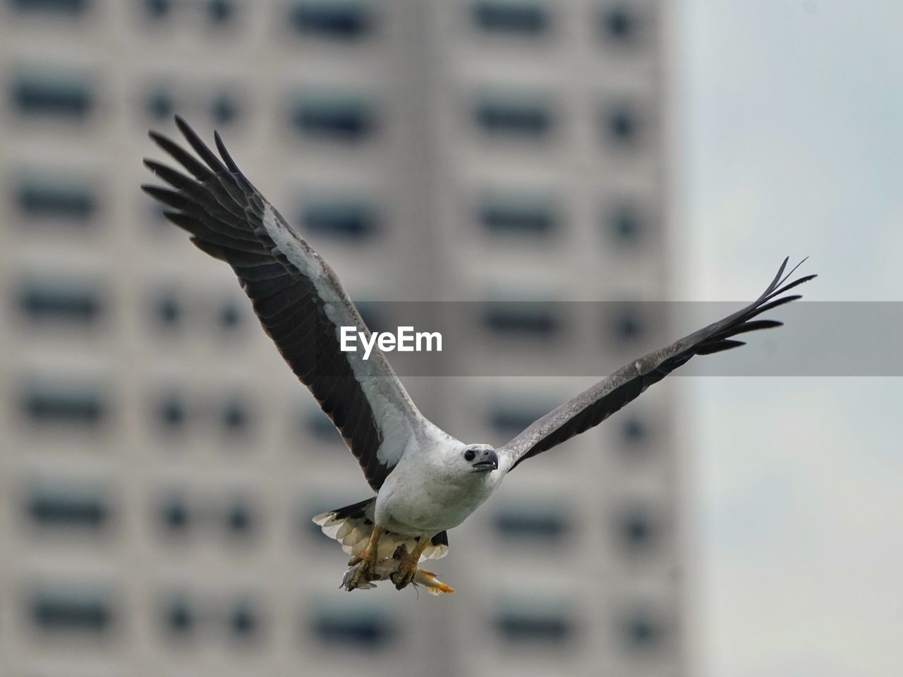 White bellied sea eagle