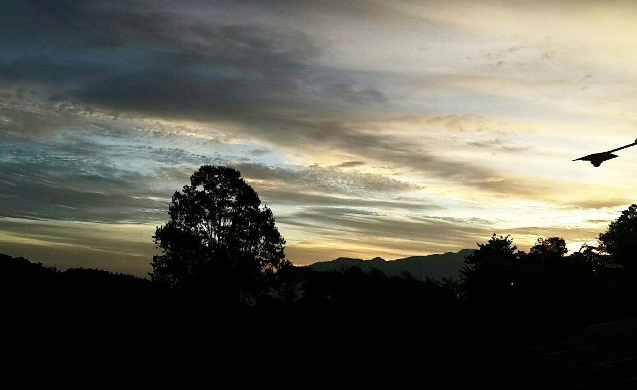 SILHOUETTE TREES AGAINST SKY