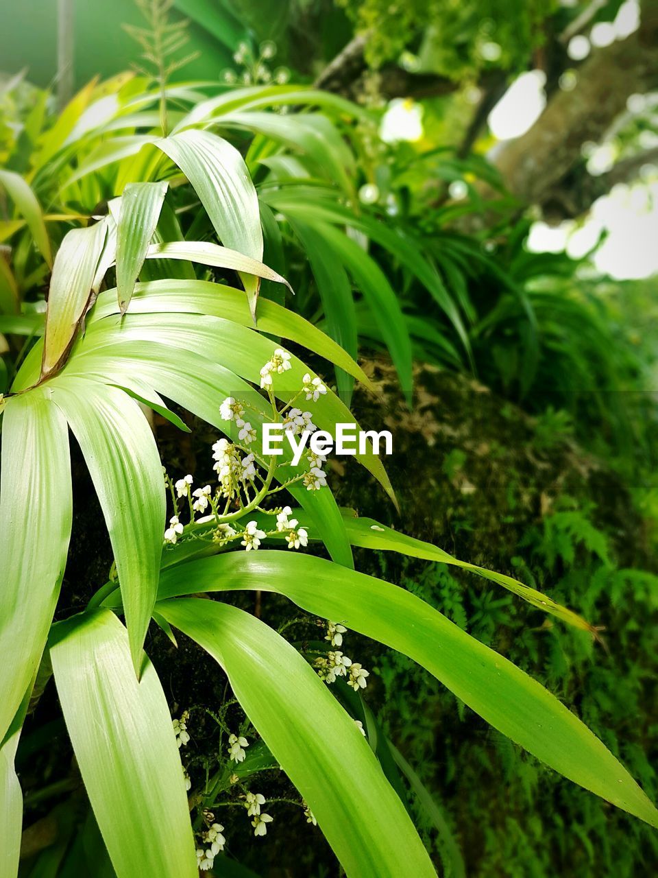 CLOSE-UP OF FRESH GREEN LEAVES ON PLANT