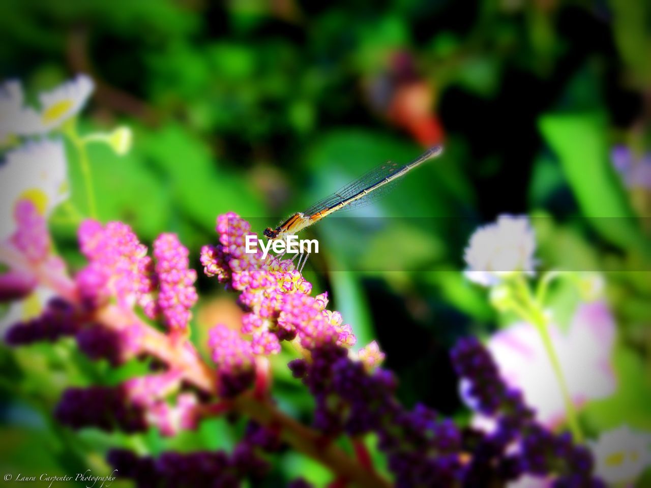 CLOSE-UP OF INSECT ON PLANT