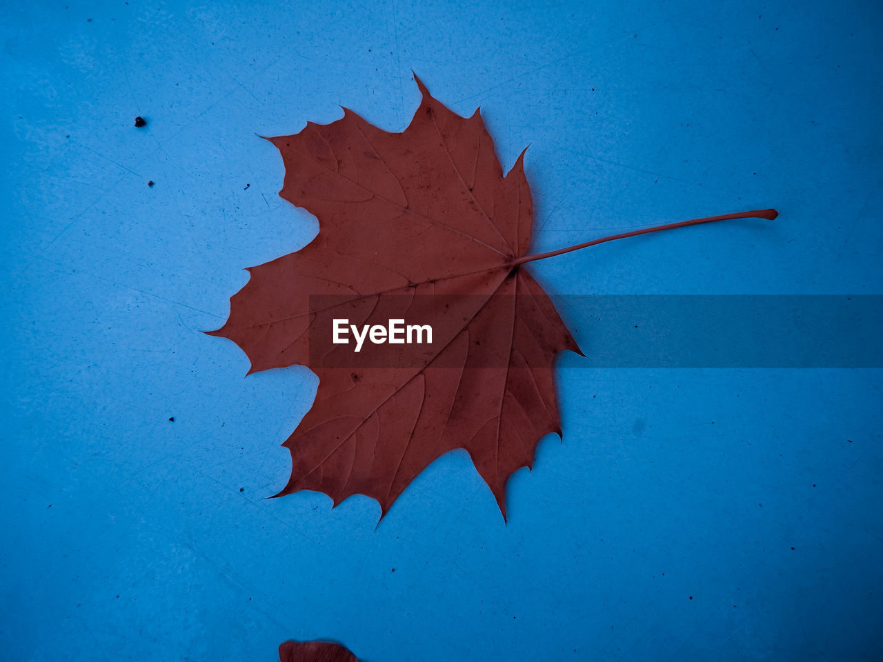 CLOSE-UP OF MAPLE LEAF AGAINST BLUE BACKGROUND