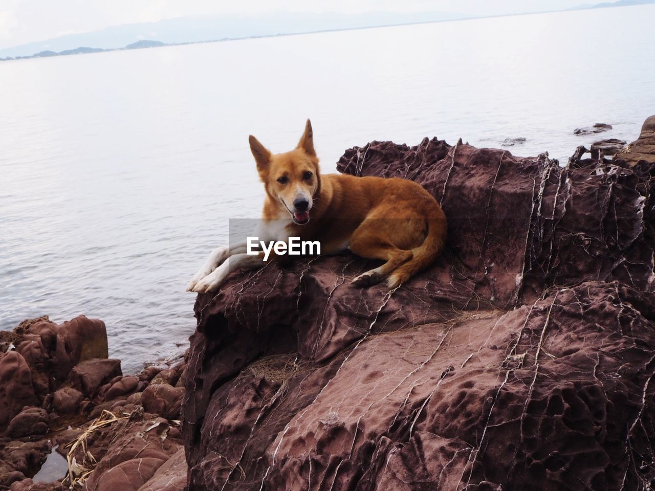 PORTRAIT OF A DOG ON ROCK BY SEA