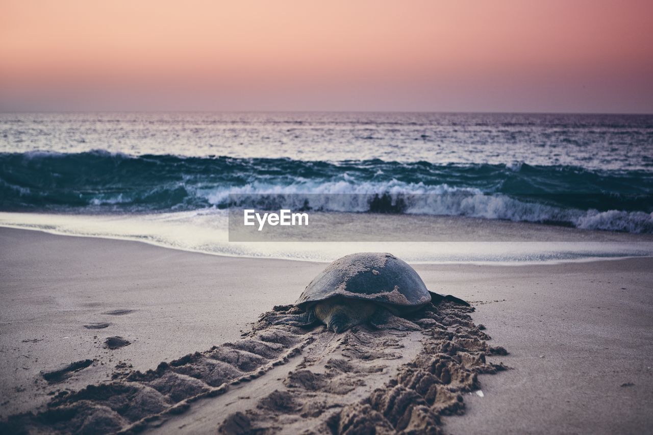 Tortoise at beach against sky during sunset
