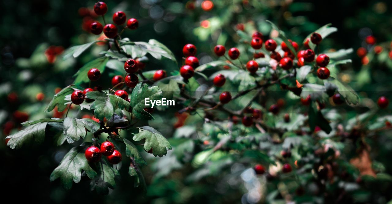 Red berries growing on tree