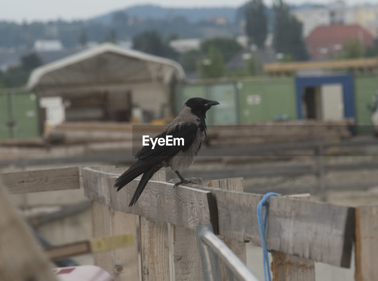 animal themes, animal, bird, animal wildlife, wildlife, one animal, perching, architecture, wood, day, focus on foreground, built structure, no people, nature, outdoors, building exterior, raven, fence, crow