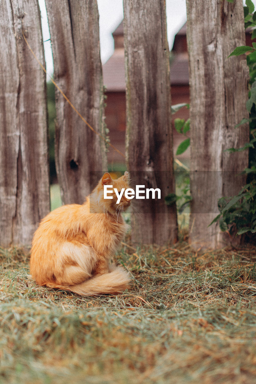 VIEW OF CAT SITTING ON TREE TRUNK