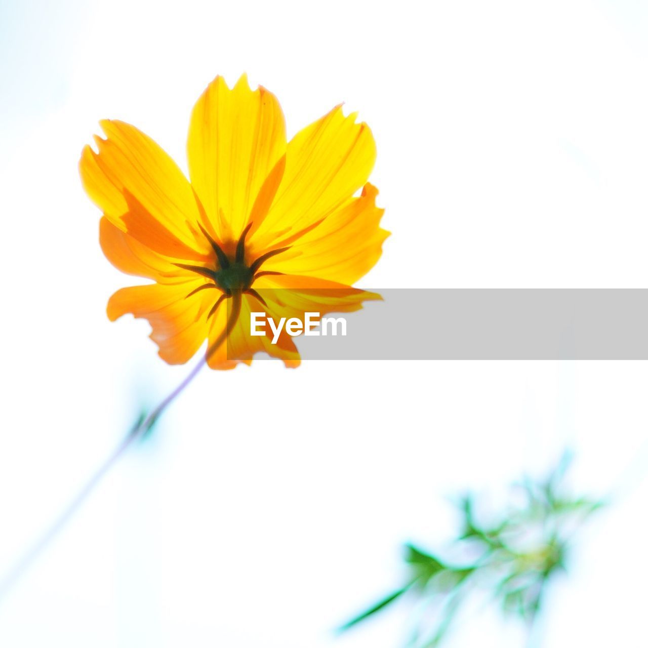Close-up of yellow cosmos flower against sky