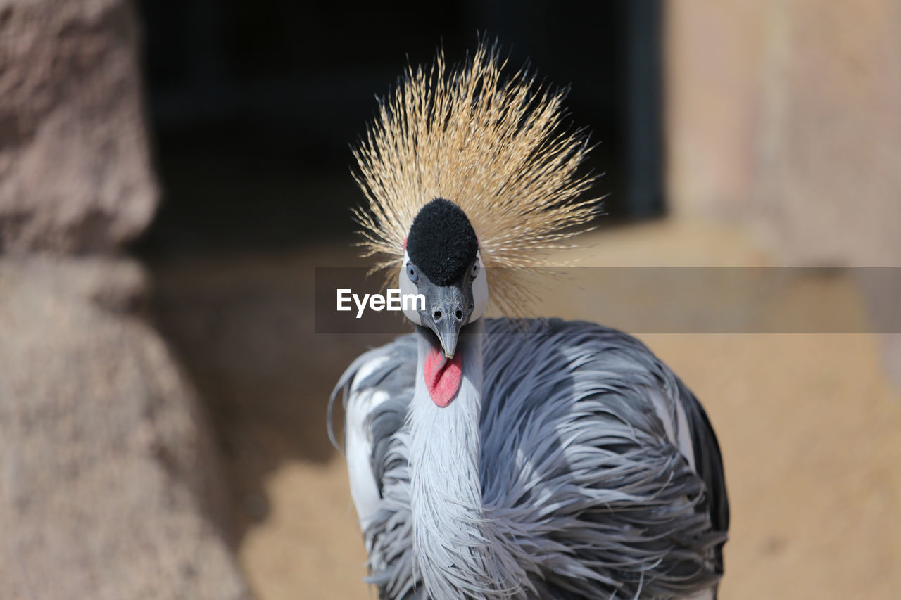 Close-up portrait of grey crowned crane