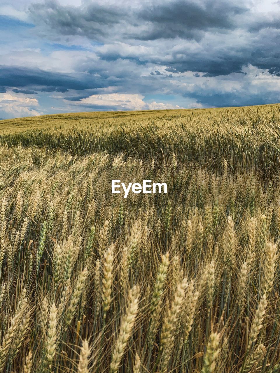 View of wheat field against cloudy sky