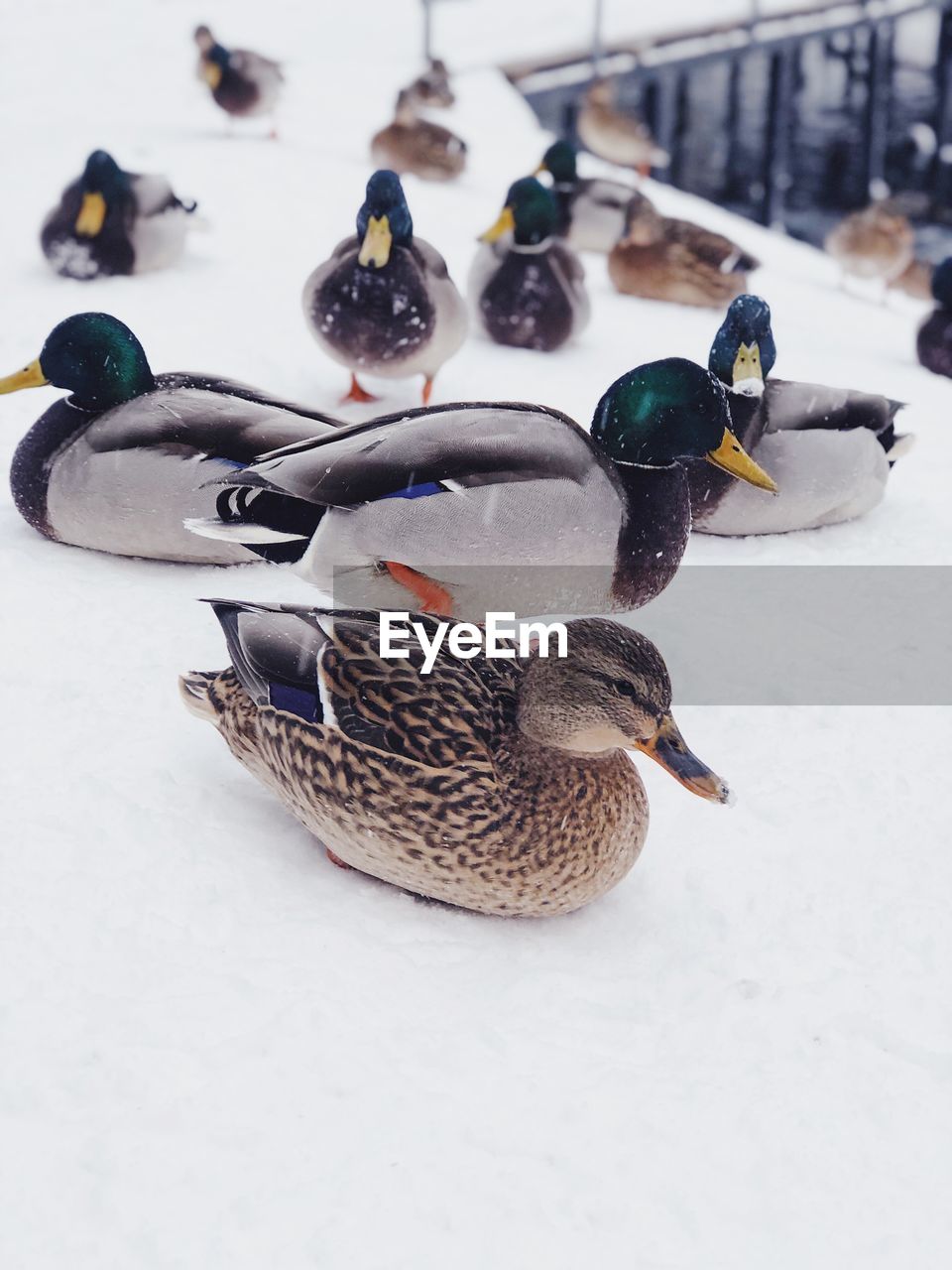 HIGH ANGLE VIEW OF MALLARD DUCK