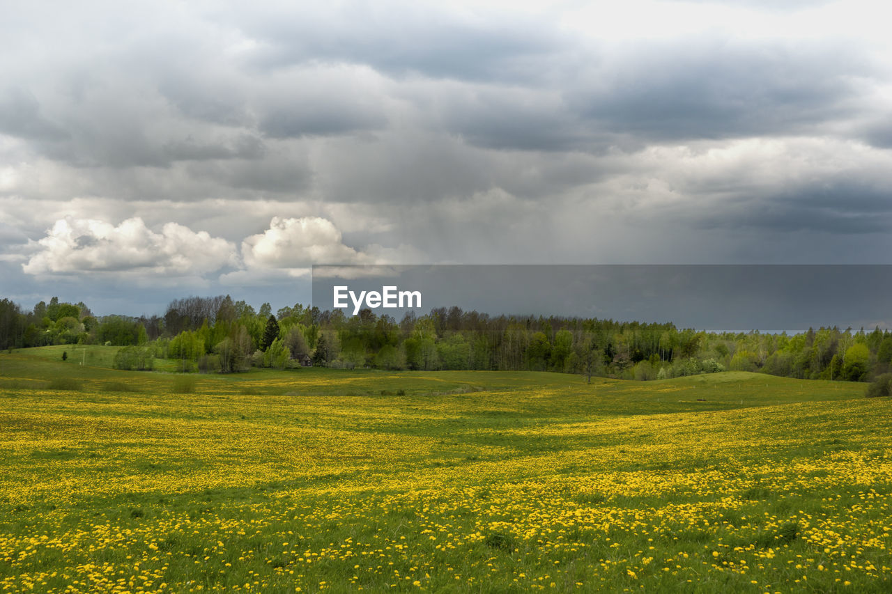 Scenic view of field against sky in spring